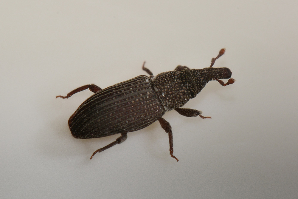 Dryophthorus corticalis - Dryophthoridae